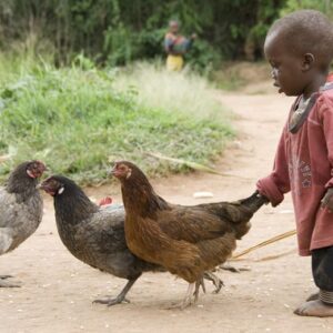 Buy a Chicken!