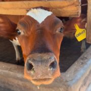 Turning Waste into Wealth: Reviving Our Biogas System
